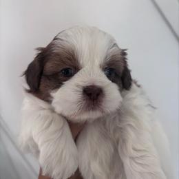 Sprout - Liver and white male Shih Tzu puppy in Avondale, Arizona from Riley Family Shih Tzus