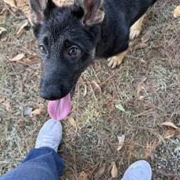 Hot pink collar - Black and red female German Shepherd puppy in Atlanta, Texas from Riverfarm K-9s