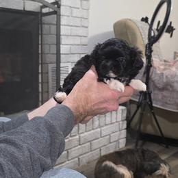 Puppy 1 - Black and white female Shihpoo puppy in Eldon, Missouri from B&B Designer Shihpoo’s