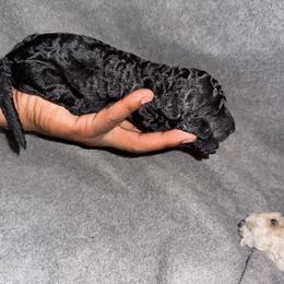 Girl 3 - Black female Poodle puppy in Fort Lauderdale, Florida from SoFlo Standard Poodles