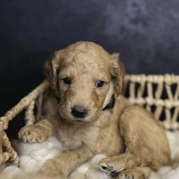 Rocky - Apricot male Goldendoodle puppy in Seffner, Florida from Gold Diamond Pup