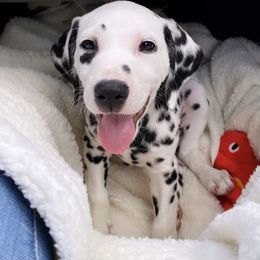 Dalmatian Puppies from Whispered Spots Dalmatians