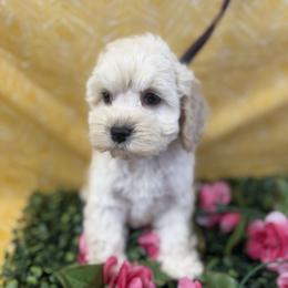 Vanellope Girl yellow - Buff female Cockapoo puppy in Haines City, Florida from Camic Cockapoos
