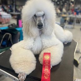 Stevie - Poodle