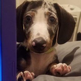 Dachshunds from Kleins Daching Doxies