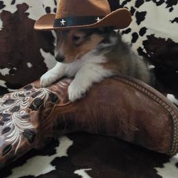 Boo Boo - Sable and white male Shetland Sheepdog puppy in Wapello, Iowa from Willow Rayne shelties and more