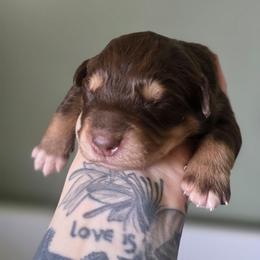 Otter - Red tri-color male Australian Shepherd puppy in London, Kentucky from Kenmont Kennels