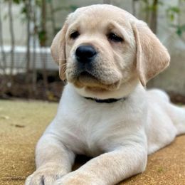 Labrador Retriever Puppies from Flashylabs  AKC GR CHAMPION SIRED