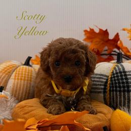 Scotty Yellow (Boy 4) - Red  male Poodle puppy in Miami, Florida from Katy's Toy Poodles & Doodles