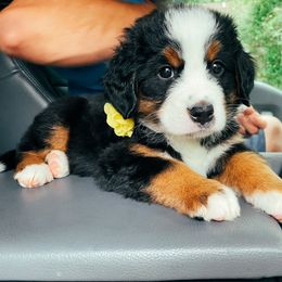 Bernese Mountain Dog Puppies from Berner Bud Farm