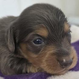 Bluey - Blue and tan male Dachshund puppy in Harrison, Arkansas from Dachshunds on the Hill