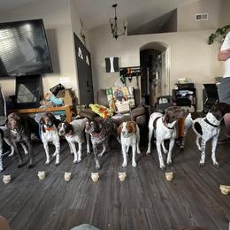 German Shorthaired Pointer All Grown Up from DragonPoint Gun Dogs