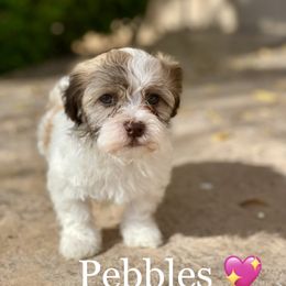 Havanese Puppies from Havan Sent Havanese