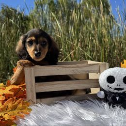 Potatoe - Sable male Dachshund puppy in Alice, Texas from Crimson’s longhair Dachshunds