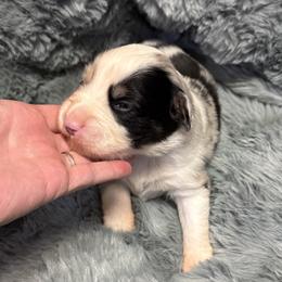 Australian Shepherd Puppies from Bullet & Whiskey’s Pups