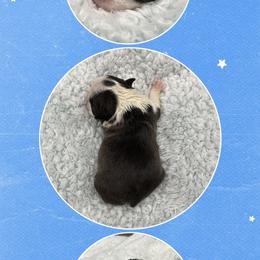 Amos - Seal and white male Boston Terrier puppy in Jacksonville, Florida from Trail’s End Boston Terriers