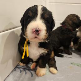 Yellow - Tri-color female Bernedoodle puppy in Shelby, North Carolina from Forever Grateful Doodles