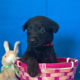 Mr. red - Black male Labrador Retriever puppy in Overton, Nevada from Sinfully Sweet Kennel