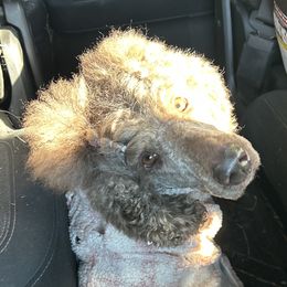 Labradoodles and Poodles from Hades Flame Kennel