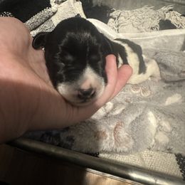 Puppy 3 - Black and silver male Miniature Schnauzer puppy in Morehead, Kentucky from Stevens Mini Schnauzers