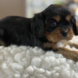 Cavalier King Charles Spaniel puppies from Shelli's Puppies