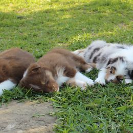 Australian Shepherd Puppies from Faith Valley Australian Shepherds