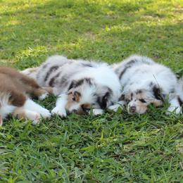 Australian Shepherd Puppies from Faith Valley Australian Shepherds