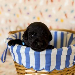 Mr light blue - Black male Labrador Retriever puppy in Overton, Nevada from Sinfully Sweet Kennel
