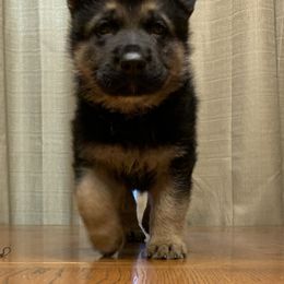 German Shepherd Puppies from Klein Bauernhof German Shepherds