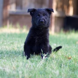 Border Collie and German Shepherd Puppies from Von Guadachi Working Dogs