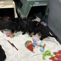 German Shepherd Puppies from Vermachtnis German Shepherds