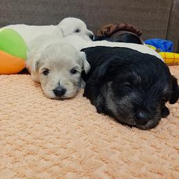 Boy 4 - Wheaten Miniature Schnauzer puppy in Kannapolis, North Carolina from Schnauzer Affinity