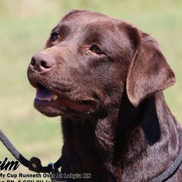 Brim - Labrador Retriever