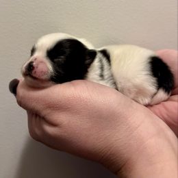 Snoopy - Black parti male Pomeranian puppy in Springfield, Missouri from Hope Mountain Pomeranians