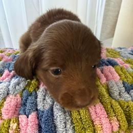 Love - Pink - Red female Dachshund puppy in Pittsburg, California from Super Hero Dachshunds