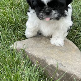 Shih Tzu Puppies from Wachowicz Shihtzu