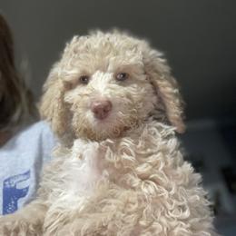 Golden Aussiedoodle and Goldendoodle Puppies from Law Doodles of SC