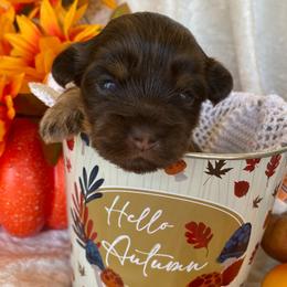 Yorkshire Terrier Puppies from WiseGuys Love Yorkies