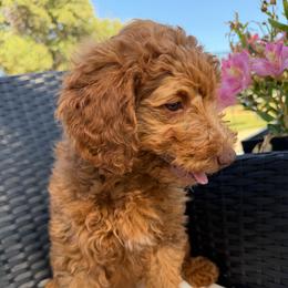 Yellow - Apricot female Goldendoodle puppy in Shingle Springs, California from California Double Doodles