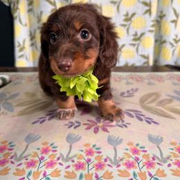 Boy 3 - Chocolate and tan male Dachshund puppy in Uriah, Alabama from Vera Ruth Farms