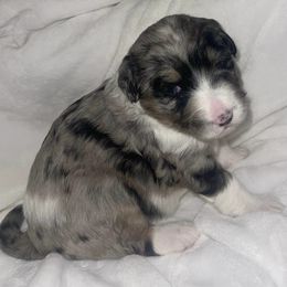 Aussiedoodles from North Alabama Doodles