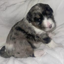 Aussiedoodles from North Alabama Doodles