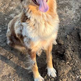 Piper - Australian Shepherd
