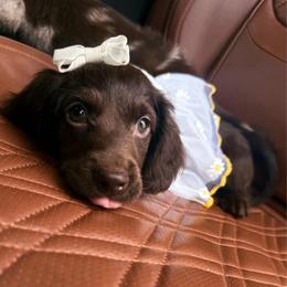 Winnie - Dachshund