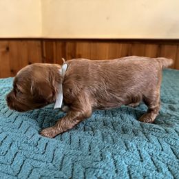 Bijou - Red female Cockapoo puppy in Sheridan, Missouri from Shepherdsfold’s Cockapoos