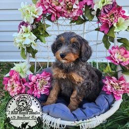 Bernedoodle Puppies from 2 Rose Ranch Doodles