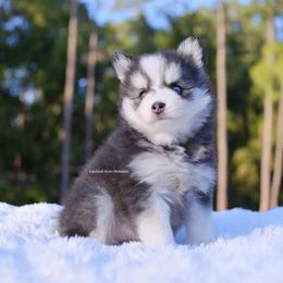 Josephine - Black and white female Pomsky puppy in Loxahatchee, Florida from Cardinal Point Pomskies