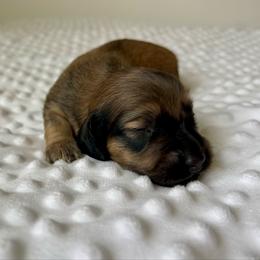 Shaded Cream male - Cream male Dachshund puppy in Shelley, Idaho from Journey’s End Dachshunds