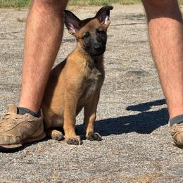 Eva - Sable female German Shepherd puppy in Murrayville, Georgia from Vom Clark’s German Shepherds