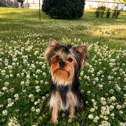 Sasha - Yorkshire Terrier